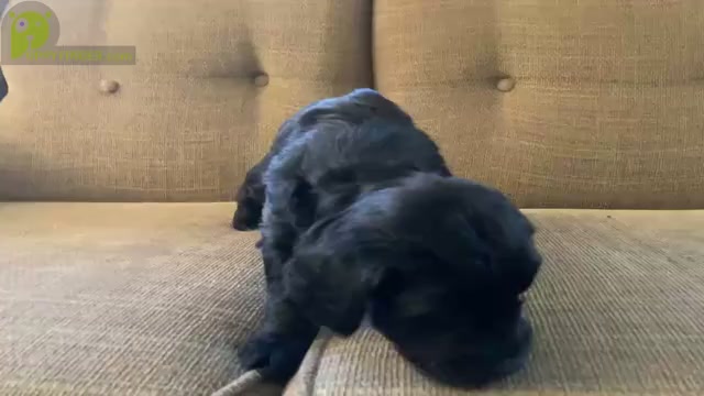 Video preview image #1 Goldendoodle Puppy For Sale in CAPON BRIDGE, WV, USA