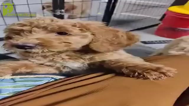 Video preview image #2 Poodle (Standard) Puppy For Sale in ROCKY MOUNT, VA, USA