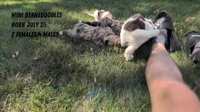 Video preview image #2 Miniature Bernedoodle Puppy For Sale in GOSHEN, IN, USA