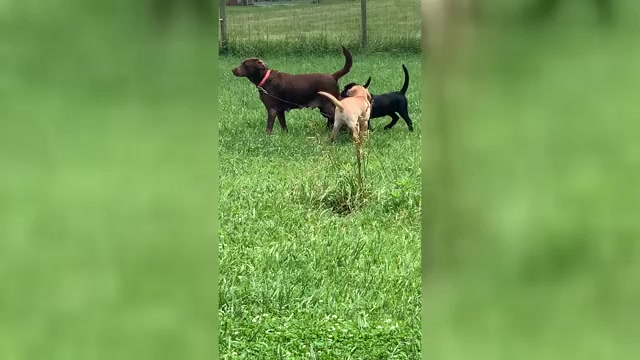Video preview image #1 Labrador Retriever Puppy For Sale in SPOTSYLVANIA, VA, USA