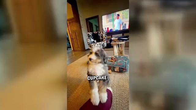 Video preview image #4 Bernedoodle Puppy For Sale in CENTURIA, WI, USA
