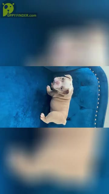 Video preview image #2 English Bulldog Puppy For Sale in SAN JOSE, CA, USA