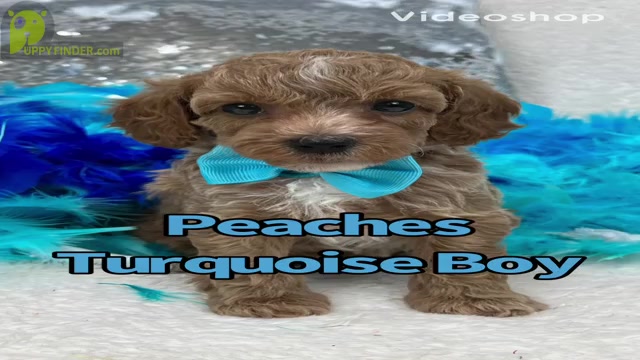 Video preview image #5 Poodle (Miniature) Puppy For Sale in BULLARD, TX, USA