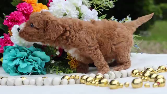Video preview image #1 Cavapoo Puppy For Sale in JONES, MI, USA