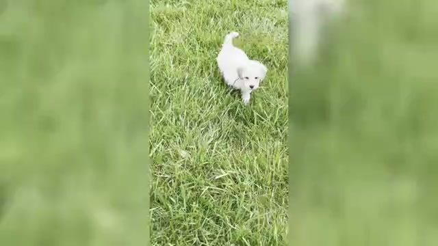 Video preview image #9 Maltipoo (Miniature) Puppy For Sale in WARSAW, IN, USA