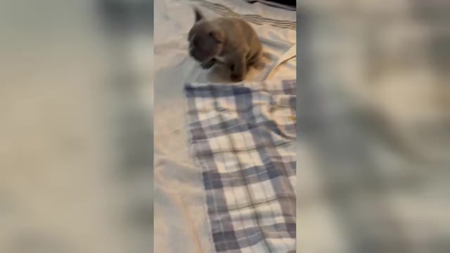 Video preview image #1 French Bulldog Puppy For Sale in ORANGE, TX, USA