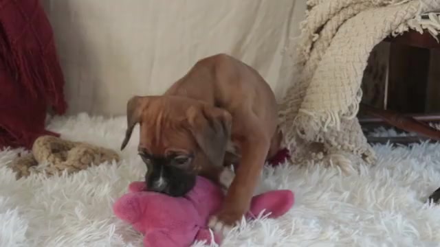 Video preview image #1 Boxer Puppy For Sale in SHIPSHEWANA, IN, USA