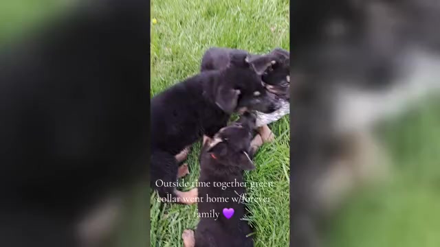 Video preview image #3 German Shepherd Dog Puppy For Sale in SHORTSVILLE, NY, USA