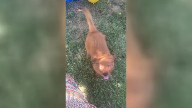 Video preview image #2 Golden Retriever Puppy For Sale in BEDFORD, TX, USA