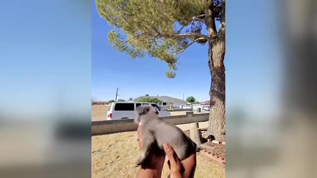 Video preview image #1 French Bulldog Puppy For Sale in PHOENIX, AZ, USA