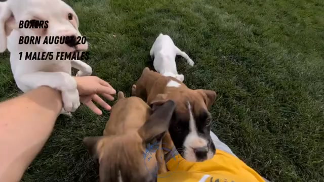 Video preview image #6 Boxer Puppy For Sale in GOSHEN, IN, USA