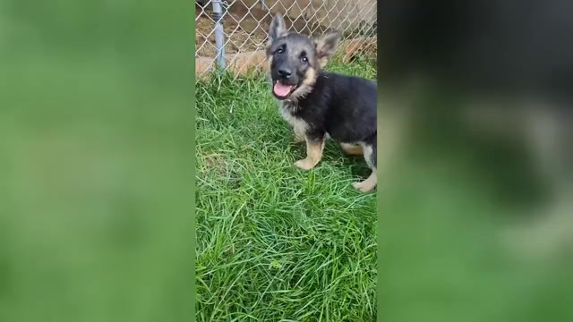 Video preview image #5 German Shepherd Dog Puppy For Sale in MONROE, WA, USA