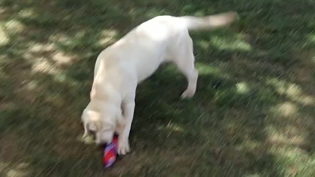 Video preview image #1 Labrador Retriever Puppy For Sale in SYRACUSE, IN, USA