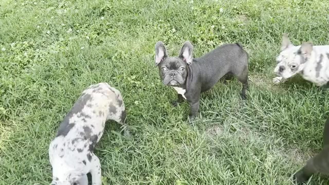Video preview image #1 French Bulldog Puppy For Sale in FAYETTEVILLE, GA, USA