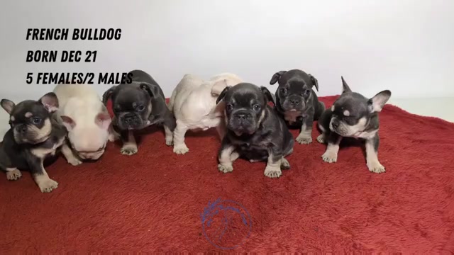 Video preview image #1 French Bulldog Puppy For Sale in GOSHEN, IN, USA