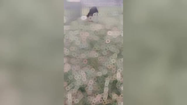 Video preview image #12 Doberman Pinscher Puppy For Sale in WARSAW, IN, USA