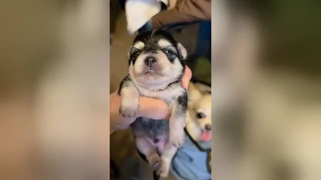 Video preview image #2 Chihuahua Puppy For Sale in SAINT MARYS, GA, USA