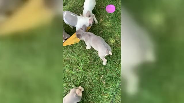 Video preview image #1 French Bulldog Puppy For Sale in BREMEN, IN, USA