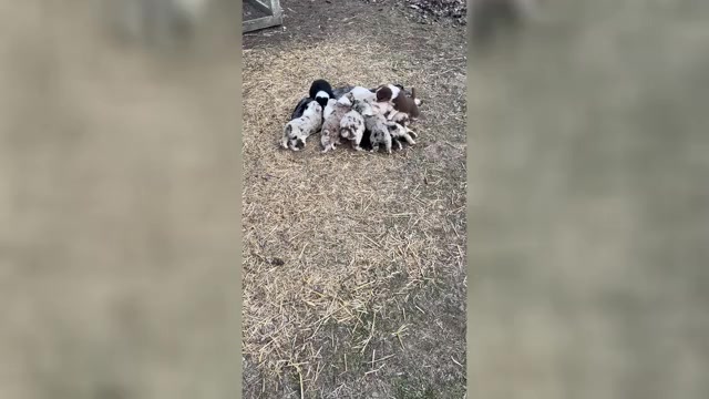 Video preview image #1 Australian Shepherd Puppy For Sale in TOLEDO, IL, USA