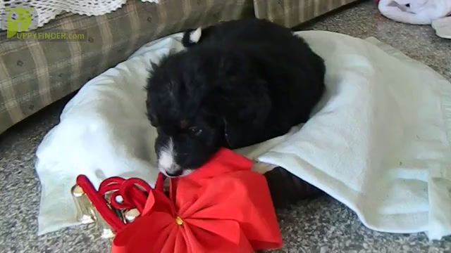 Video preview image #1 Bernedoodle Puppy For Sale in CLARE, MI, USA