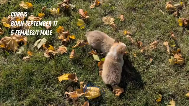 Video preview image #3 Pembroke Welsh Corgi Puppy For Sale in GOSHEN, IN, USA