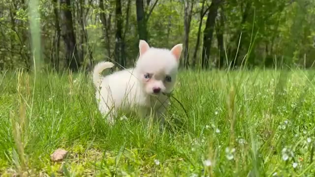 Video preview image #6 Pomsky Puppy For Sale in DRACUT, MA, USA