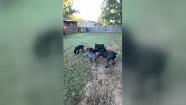 Video preview image #3 Cane Corso Puppy For Sale in PARAGOULD, AR, USA