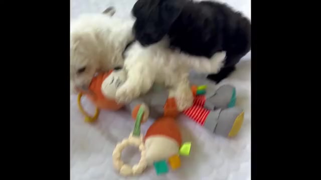 Video preview image #2 Morkie Puppy For Sale in ROCK STREAM, NY, USA