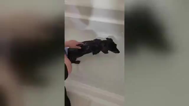 Video preview image #1 Dachshund Puppy For Sale in NEOSHO, MO, USA