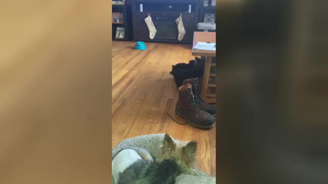Video preview image #1 Yorkshire Terrier Puppy For Sale in PRAIRIE DU CHIEN, WI, USA