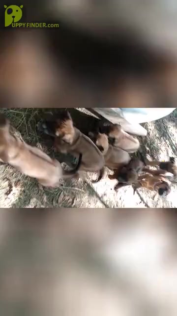 Video preview image #7 Rhodesian Ridgeback Puppy For Sale in ASBURY, MO, USA