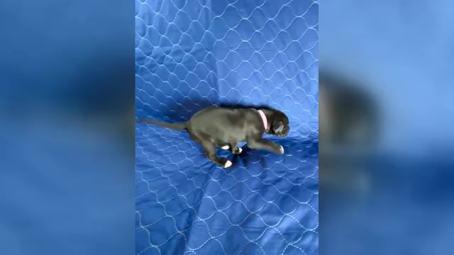Video preview image #3 Cane Corso-Great Dane Mix Puppy For Sale in BROOKFIELD, MA, USA