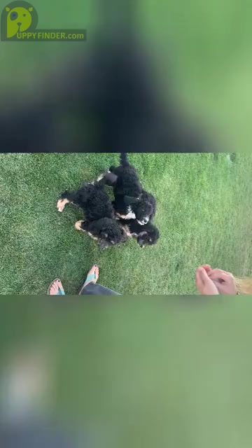 Video preview image #2 Bernedoodle Puppy For Sale in BURLEY, ID, USA