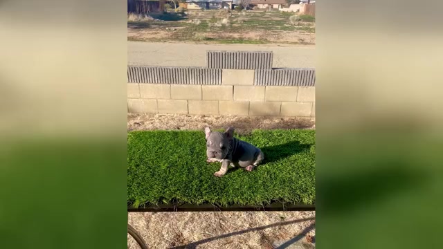 Video preview image #1 French Bulldog Puppy For Sale in WEST HOLLYWOOD, CA, USA