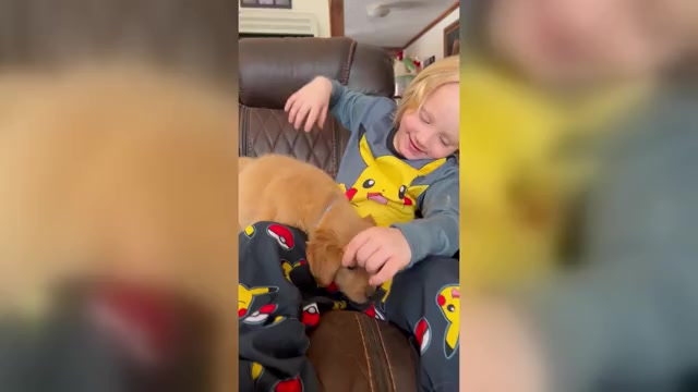 Video preview image #1 Golden Retriever Puppy For Sale in NEOLA, WV, USA