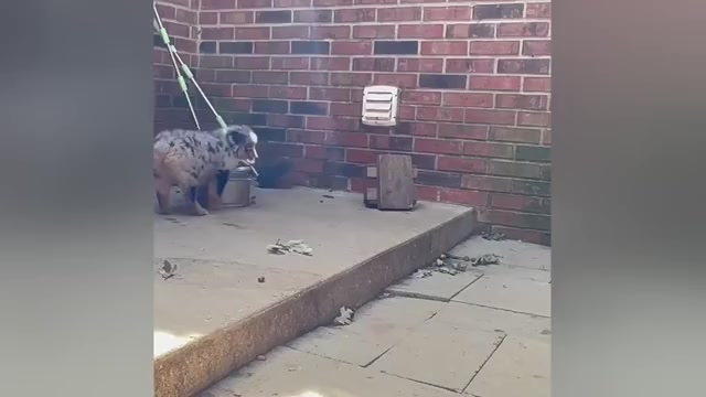 Video preview image #4 Miniature Australian Shepherd Puppy For Sale in HARRISON, OH, USA