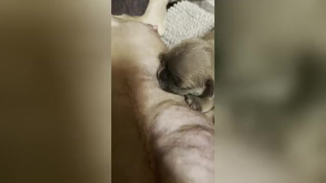 Video preview image #12 French Bulldog Puppy For Sale in WEXFORD, PA, USA