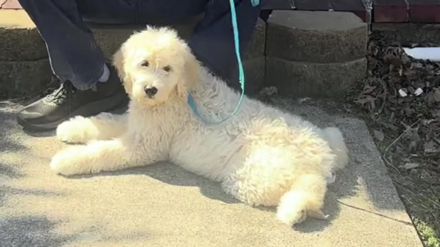 Video preview image #3 Goldendoodle Puppy For Sale in ORANGE, CT, USA