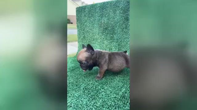 Video preview image #1 French Bulldog Puppy For Sale in HUNTSVILLE, AL, USA