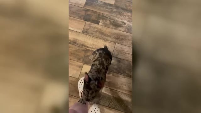 Video preview image #3 French Bulldog Puppy For Sale in LILLINGTON, NC, USA