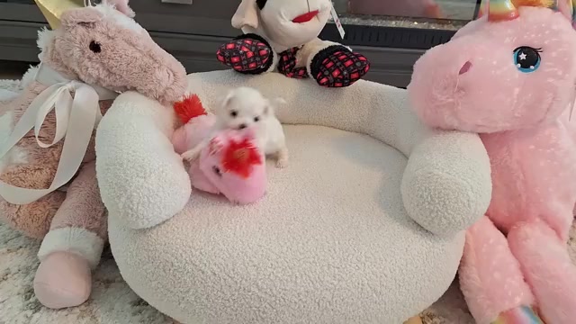 Video preview image #1 Maltese Puppy For Sale in CLERMONT, FL, USA