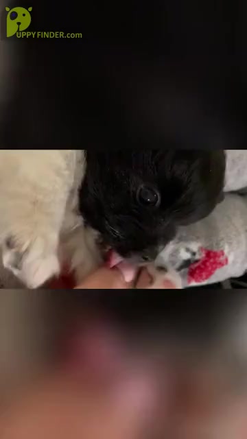 Video preview image #3  Breeder Profile in ADA, OK, USA