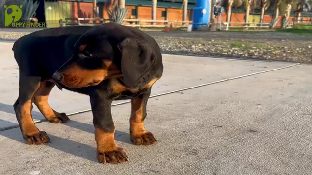 Video preview image #4 Doberman Pinscher Puppy For Sale in GUSTINE, CA, USA