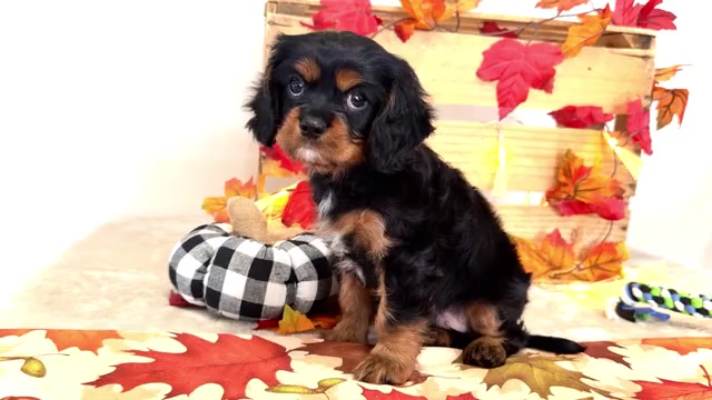 Video preview image #1 Cavalier King Charles Spaniel Puppy For Sale in WAKARUSA, IN, USA