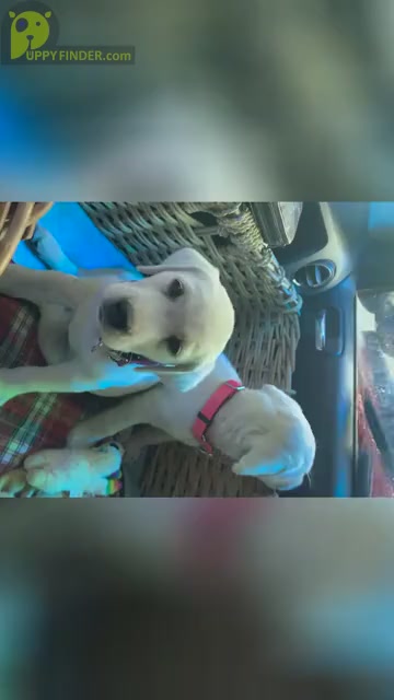 Video preview image #3 Labrador Retriever Puppy For Sale in LIVE OAK, CA, USA