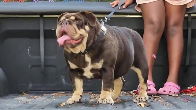 Video preview image #1 English Bulldog Puppy For Sale in CONYERS, GA, USA