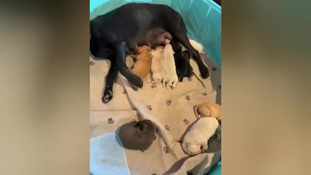 Video preview image #1 Labrador Retriever Puppy For Sale in LEASBURG, MO, USA