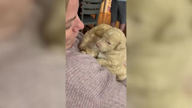 Video preview image #2 Aussiedoodle Miniature -Poodle (Standard) Mix Puppy For Sale in COLLINSVILLE, MS, USA