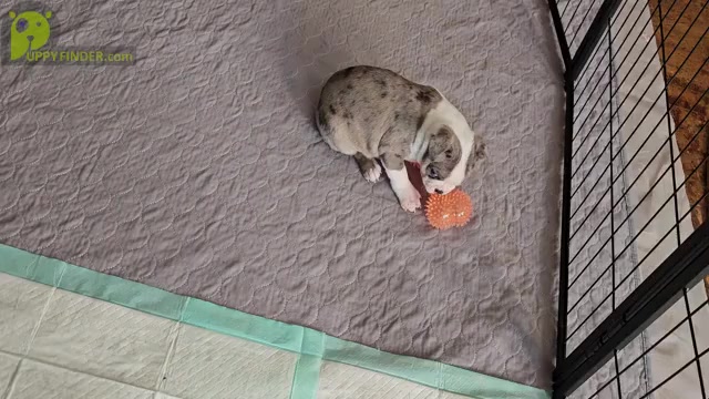Video preview image #5 Boston Terrier Puppy For Sale in GENOA, NE, USA