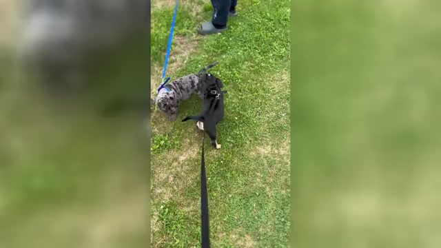 Video preview image #1 American Bully Puppy For Sale in PLAINFIELD, CT, USA